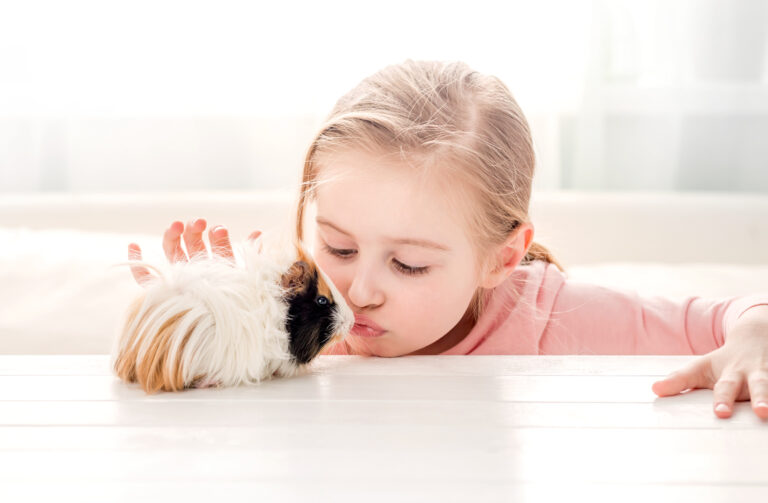 Unveiling the Truth: Should Your Child’s First Pet Be a Guinea Pig?