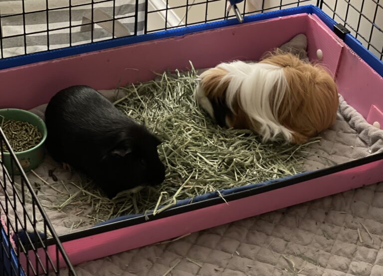 The Fluffy Guide: Mastering Long-haired Guinea Pigs