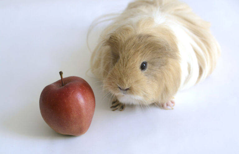 A Crunchy Delight: Can Guinea Pigs Safely Eat Apples?